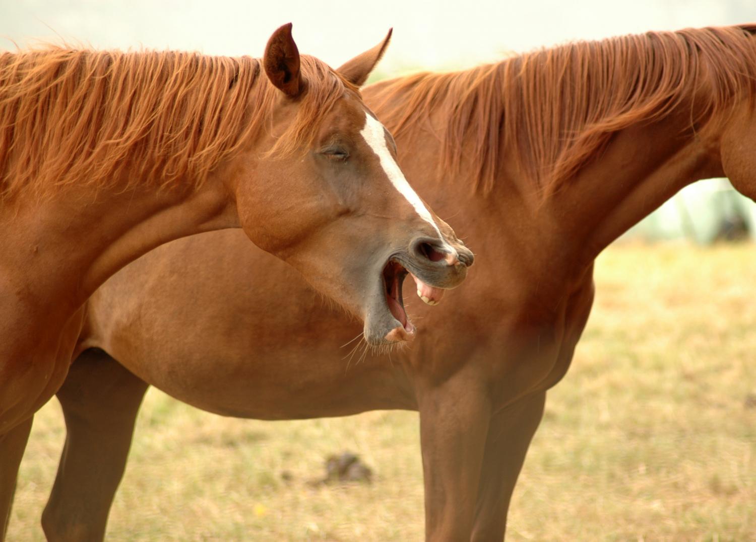 Tandpijn paard